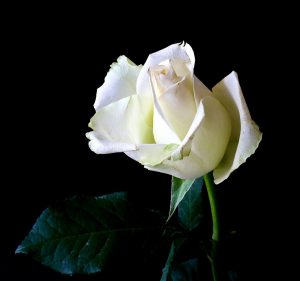 Biała Róża