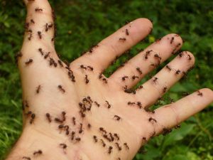 Mrówki na dłoni