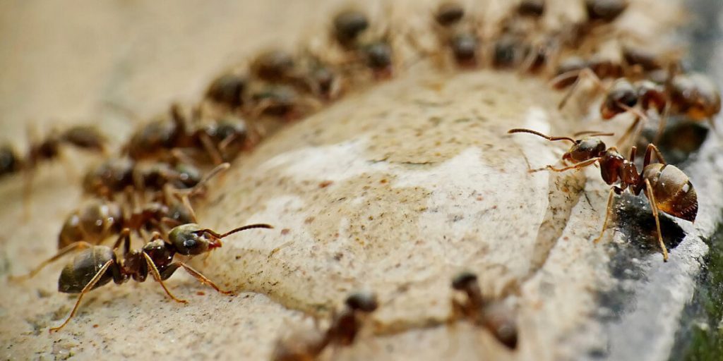 Mrówki sennik