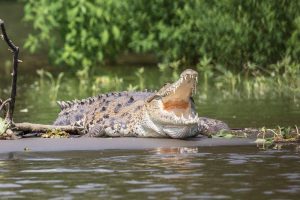 Atak krokodyla, ucieczka