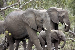 Stado słoni - sen